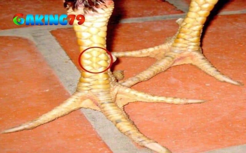 Vảy tam tài là gà sở hữu ba vảy xếp liền nhau và mọc ở bất kỳ vị trí nào trên chân Vảy tam tài là gà sở hữu ba vảy xếp liền nhau và mọc ở bất kỳ vị trí nào trên chân