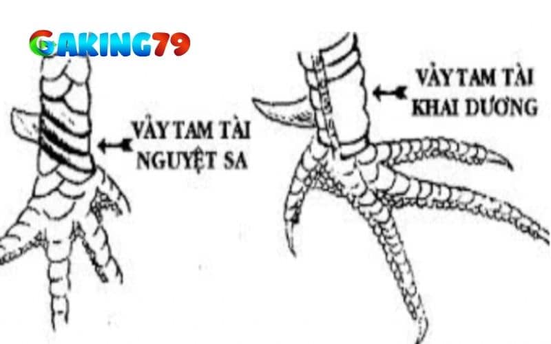 Vảy tam tài nguyệt sa có hình dạng như lưỡi liềm Vảy tam tài nguyệt sa có hình dạng như lưỡi liềm
