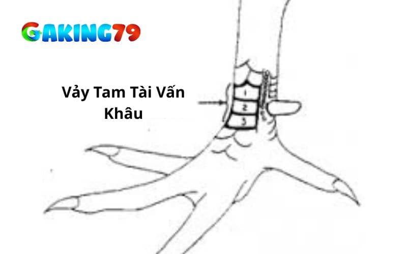 Vảy tam tài vấn khâu có hình dạng điều nhau và sắc nhọn Vảy tam tài vấn khâu có hình dạng điều nhau và sắc nhọn