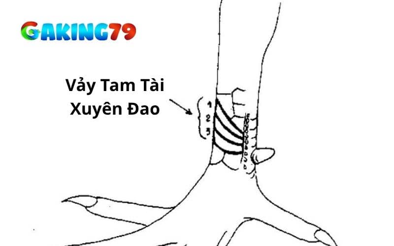 Vảy tam tài xuyên đao là gà có vảy nhỏ và xếp liền nhau Vảy tam tài xuyên đao là gà có vảy nhỏ và xếp liền nhau
