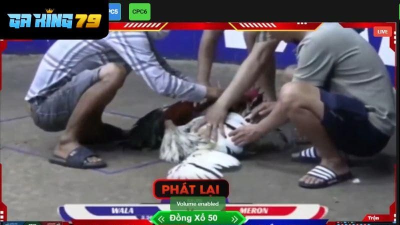 Các trận đấu được phát sóng theo thời gian thực