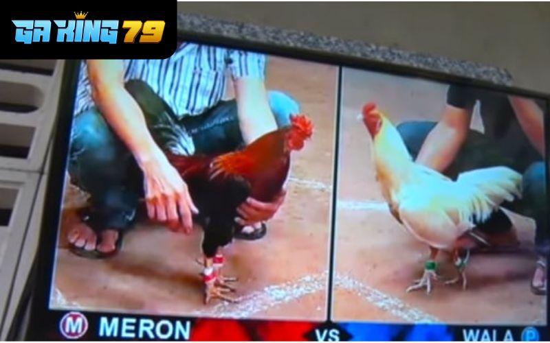 ALO789 phát sóng đá gà trực tuyến với hình ảnh sắc nét và trải nghiệm chân thật