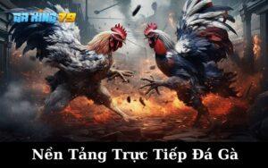 Nền Tảng Trực Tiếp Đá Gà