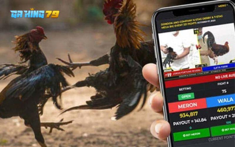 Trực Tiếp Đá Gà cập nhật kết quả nhanh chóng trên bảng kết quả điện tử